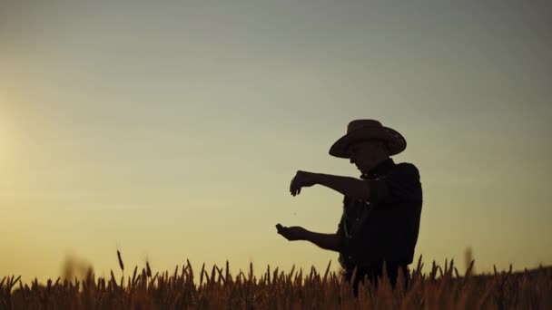 日落时农民的画像 戴帽子的老年人在田里检查小麦的品质 农艺学家看着傍晚手中的谷物 — 图库视频影像