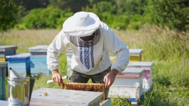 Arı kovanlarının yakınındaki bir Apiarist. Koruyucu şapkalı arı yetiştiricisi arıları doğadaki arıları denetliyor. Apiculture kavramı.