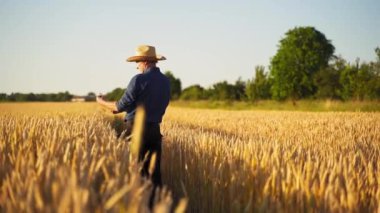 Altın buğday tarlasında gün batımında tarımcı. Çiftçi buğday kulaklarına bakar. İnsanın elleri buğdayın kulaklarına değiyor. Tarım uzmanı olgunlaşmış buğday tarlasını inceliyor..