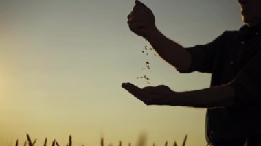 Gün batımında tahıllı bir çiftçinin silueti. Tarımcı eline tohum döker ve akşam gökyüzüne karşı tahılların kalitesini değerlendirir..