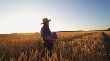 Tarım bilimci tarım arazisindeki mahsulü teftiş ediyor. Şapkalı çiftçi, altın tarlada yazın parlak güneş ışığına karşı yürüyor..