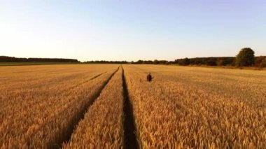 Altın tarlalar arasında tarım uzmanıyım. Olgun bir tarlada yürüyen ve gün batımında buğday kulaklarına dokunan çiftçi. Tarım kavramı.
