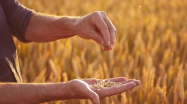 Olgun taneler insanın elinde. Ellerinde tohum tutan çiftçi ve sarı dikenlerin bulanık arka planındaki mahsulün olgunluğuna bakıyor. Yakın plan..