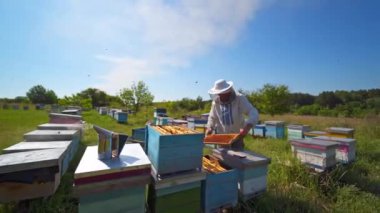Mavi gökyüzünün altındaki Apiary. Arı yetiştiricisi arıları yazın doğada inceliyor. Korumalı şapkalı çiftçi bahçede arıları kontrol ediyor. Arıcılık konsepti.