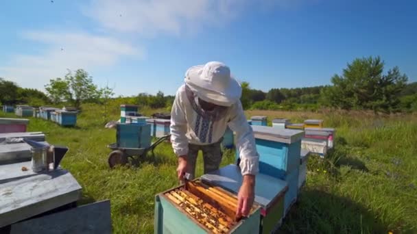 Landwirt Auf Dem Bienenstand Männlicher Imker Mit Schutzhut Untersucht Bienen — Stockvideo