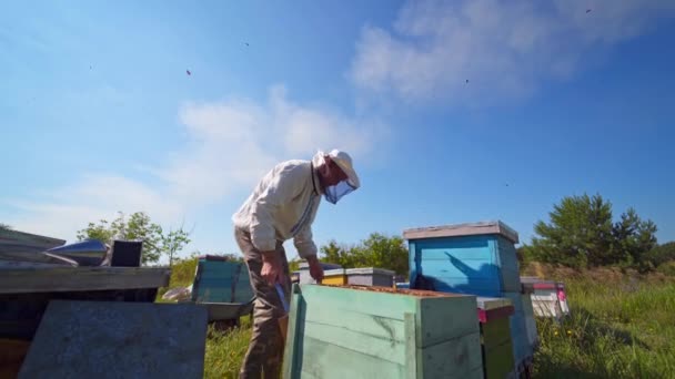 养蜂过程 蚜虫专家在木制蜂箱上的烟囱上工作 戴防护帽的养蜂人在夏天的自然背景下照看蜜蜂 — 图库视频影像