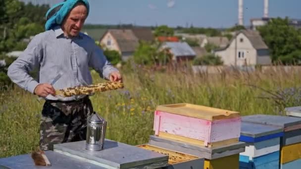 Pszczelarz Pasiece Farmer Sprawdza Plastry Miodu Pszczołami Apiarysta Zajmujący Się — Wideo stockowe