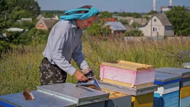 Kırsal Kesimde Arıcılık Apiculturist Arıları Sakinleştirmek Için Arı Kovanındaki Bacayla — Stok video