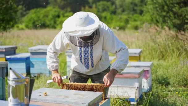 Arı Kovanlarının Yakınındaki Bir Apiarist Koruyucu Şapkalı Arı Yetiştiricisi Arıları — Stok video