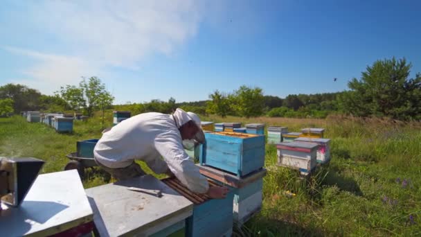 ハードワークの養蜂家は 巣の近くのブラシで働いています 人はハニカムを浄化する ハチは夏に影に立っている — ストック動画