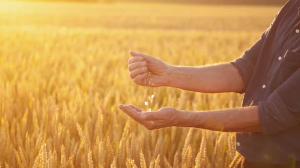 Фермер Просеивает Зерно Руках Руки Человека Зерном Против Желтого Солнечного — стоковое видео