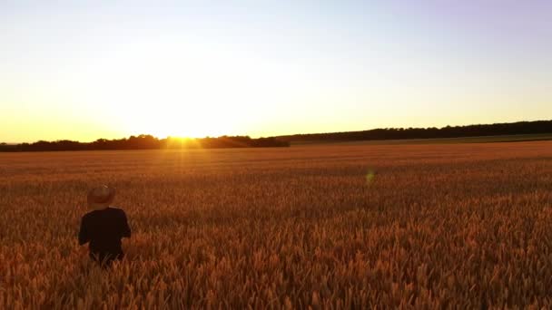 Lantbrukare Åkern Landet Vid Solnedgången Man Agronomen Inspektera Mogen Jordbruksmark — Stockvideo