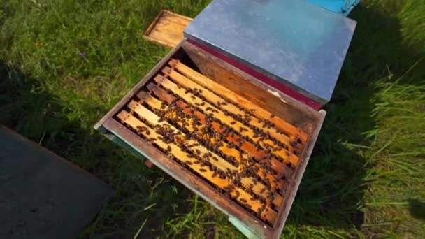 Včelí Včelami Zaneprázdněné Včely Plazí Dřevěných Rámech Uvnitř Úlu Zelené — Stock video