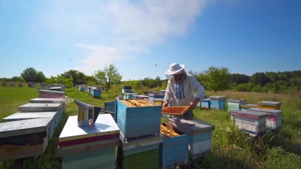 蓝天下的四月 养蜂人在大自然中检查蜜蜂 农夫戴着防护帽 在花园里检查蜜蜂 养蜂业概念 — 图库视频影像