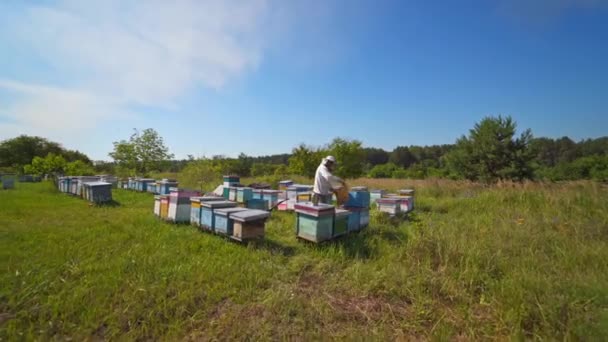 フィールドでのApiary 緑の自然の中で巣の近くでミツバチを検査する養蜂家 ミツバチ農場の木製ハーブ アピューチャー — ストック動画
