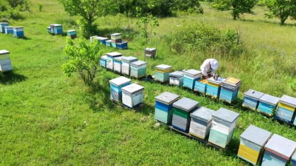 夏のアピール 自然の中の緑の草の上に木製の巣 男性の文化主義者は明るい日にミツバチを検査する エアリアルビュー — ストック動画