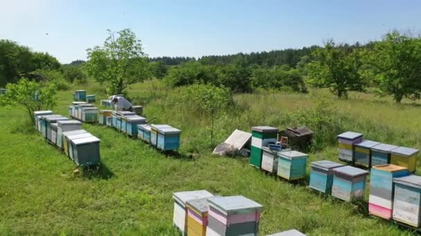 Imker Inmitten Grüner Natur Holzbienenstöcke Auf Gras Imker Kümmern Sich — Stockvideo