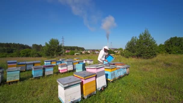 田舎の背景についての質問です 養蜂家は明るい夏の日に養蜂家で働いています 緑の草の上の木のハーブ — ストック動画