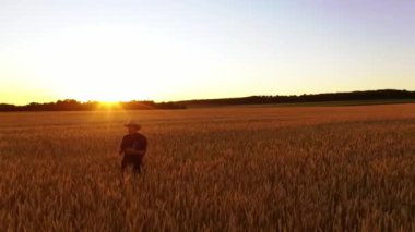 Çiftçi gün batımında bir tarlada yürüyor. Buğday tarlasında tarımla uğraşan yaşlı bir adam. Tarım endüstrisi.