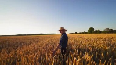 Gün batımında altın tarla. Akşamları olgun buğday tarlasında yürüyen çiftçi endüstriyel boruların arkasında dumanla yürüyor..