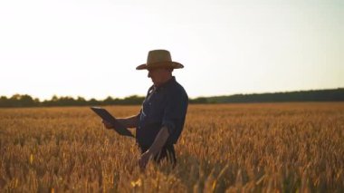 Çiftçi tarladaki mahsulü inceliyor. Yaşlı beyaz erkek çiftçi gün batımında tarlada buğday başaklarına dokunuyor ve klasöre bakıyor. Tarım kavramı.