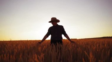 Altın tarlada erkek tarım uzmanı. Şapkalı çiftçi, batan güneşte olgun dikenlerle tarla boyunca yürüyor..
