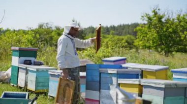Arı kovanında arıları denetleyen çiftçi. Doğanın arasında tahta arı kovanları. Koruyucu şapkalı arı yetiştiricisi arılarla çerçeveyi inceliyor. Apiary kavramı.