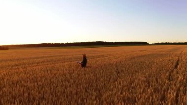 Gün batımında tarım arazisinde çiftçi. Hasır şapkalı bir erkek, altın tarlada yürüyor ve akşamları bitkilerin olgunluğunu inceliyor..