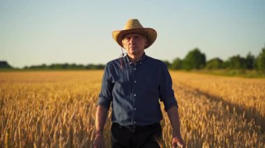 Gün batımında yaşlı çiftçinin portresi. Hasır şapkalı tarımcı adam tarla boyunca yürüyor ve olgun bitkilere bakıyor..