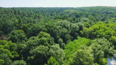 Yeşil doğa geçmişi. Yazın harika bir orman manzarası. Yeşil ağaçların üzerinden uçun. Gün ışığında Woodland. Hava görünümü.