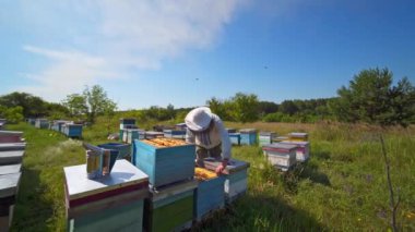 Apiary sahada. Sıcak ve güneşli bir günde arı kovanından bal peteği toplayan profesyonel bir arıcı. Arıcılık. Bal üretimi.