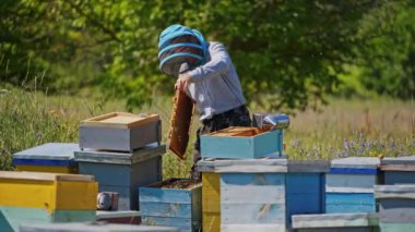 Apiarist, çerçeveyi arılarla inceliyor. Kovanlar üzerinde uçan çalışkan arılar. Yaz mevsiminde mavi ve sarı arı evleri.