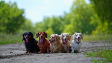 Bir grup köpek dışarıda. Farklı renklerde evcil köpekler yolda oturuyor. Uzun dilli beş köpek kameraya bak..