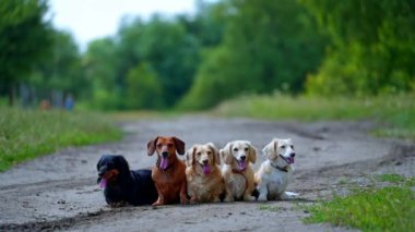 Caddedeki komik dachshund köpekleri. Bir grup hayvan yolda oturup dinleniyor. Yeşil doğada beş köpeğin portreleri..