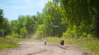 Koşan sevimli köpekler. İnsansız hava aracı yeşil doğanın içinde evcil hayvanların üzerinde uçuyor. Aktif evcil köpekler dışarıda mutlu mesut dolaşıyor..