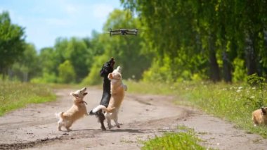 Köpekler dışarı zıplıyor. Komik hayvanlar havada uçan drona havlar ve onu yakalamaya çalışır. Doğada oynayan bir grup soylu köpek..