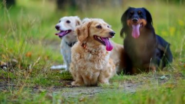 Doğada evcil köpekler. Güzel dachshund köpekleri yaz mevsiminde çimlerin üzerinde dinlenirler. Farklı renkte evcil köpek portresi ve açık havada diller. Yakın plan..