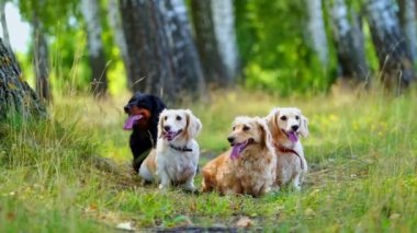 Çimlerin üzerinde sevimli köpekler. Dışarıda dinlenen dört evcil hayvan. Sevimli köpeklerin portreleri. Nefesleri yeşil arka planda dillerini uzatıyor..