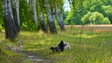 Köpekler İHA 'ya havlar. Ormanda oynayan soylu hayvanlar. İnsansız hava aracı evcil hayvanların üzerinde uçuyor. Evcil hayvanlar, insansız hava aracı yakalamak için atlarlar..