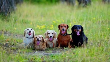 Bir grup köpek portresi. Yeşil çimlerin üzerinde oturan evcil hayvanlar ve sıcak havada uzun dilleri gösteriyor. Güzel dachshund köpekleri açık havada.