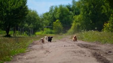 Bir grup iyi giyimli köpek yolda. Güzel yaz doğası arasında koşan ve zıplayan farklı renklerdeki aktif hayvanlar. İnsansız hava aracı evcil hayvanların üzerinde uçuyor..