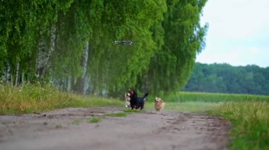 Yazın koşan mutlu köpekler. Bir grup iyi bakımlı evcil köpek yeşil manzaranın arasında kameraya doğru yol alıyorlar. İnsansız hava aracı evcil hayvanların üzerinde uçuyor..