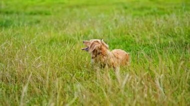 Çimlerin üzerinde soylu bir köpek. Yazın dışarıda gezen güzel köpek. Yeşil çimlerde sevimli bir hayvan..