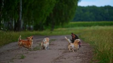 Sevimli köpek yürüyüşü. İyi durumda güzel köpekler havlar ve onların üzerinde uçan insansız hava aracına atlarlar..