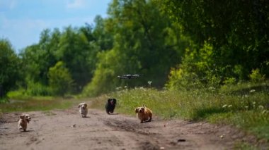 Sedef hayvanlar açık havada. Evcil köpekler güzel yeşil doğa arka planında koşup zıplıyorlar. İnsansız hava aracı, koşan köpek hayvanlarının üzerinde uçuyor..