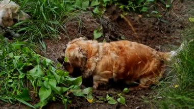 Açık havada çok güzel bir dachshund. Evcil köpekler yazın tarlada çukur kazıyorlar. Sevimli köpek. Evcil hayvanlar yürüyor..