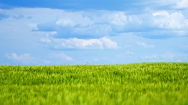 Yazın tarla. Mavi gökyüzünün altındaki yeşil doğanın panoramik görüntüsü. Güneşli bir günde bitki yetiştiren tarım arazisi.