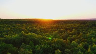 Gün batımında orman. Yeşil ağaçların üzerinden uçarak güzel turuncu batan güneşe karşı. Hareket kamerası geri.