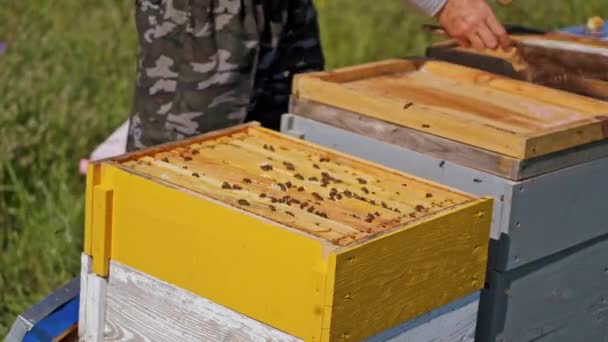 Kaptár Méhész Méhek Nyári Vizsgálatát Követően Bezárja Méhkaptárt Közelkép Méhészet — Stock videók