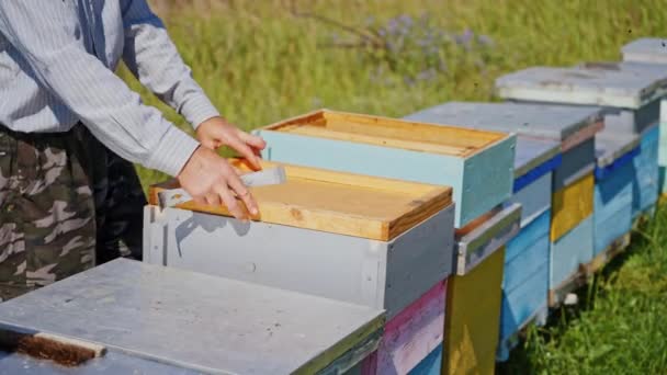 Reihe Hölzerner Bienenstöcke Auf Gras Imker Arbeitet Mit Holzkisten Bienen — Stockvideo